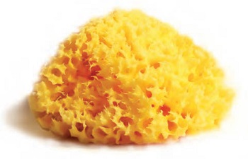 SPUGNA NATURALE MEDITERRANEA LABORATORI ATENEI 10 - Farmacia Artemisia di Montecuollo Dott. Angelo snc